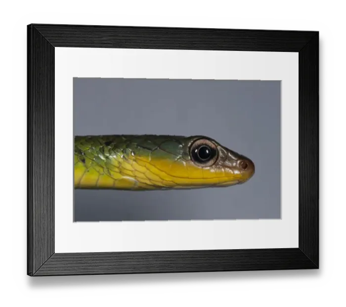 Framed Print : Sipo Snake (Chironius exoletus) captive, Mindo Cloud Forest, Ecuador Framed Print : Sipo Snake (Chironius exoletus) captive, Mindo Cloud Forest, Ecuador