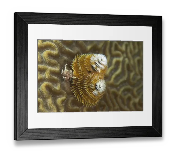 Framed Print : Central America, Belize