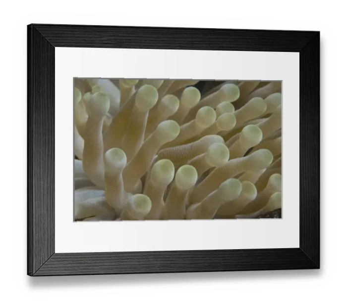 Framed Print : Central America, Belize Framed Print : Central America, Belize