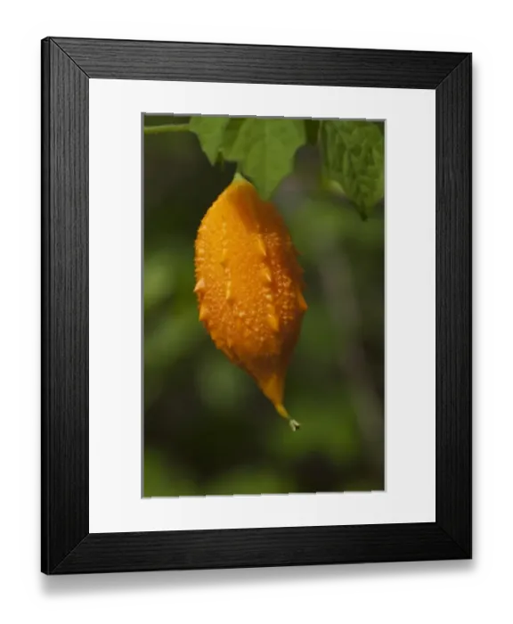 Framed Print : Momordica (Momordica charantia) Puerto Ayora, Santa Cruz Island, Galapagos Islands, Ecuador