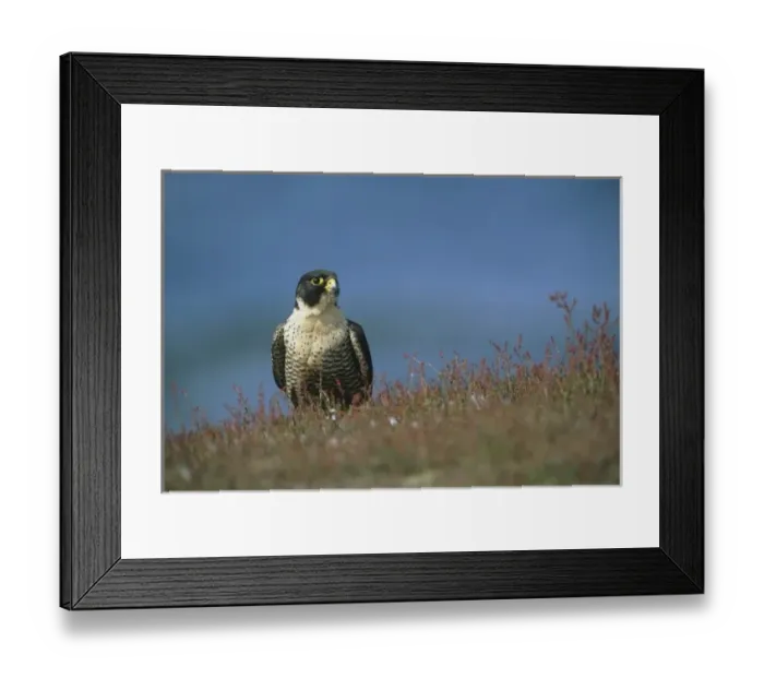 Framed Print : Peregrine Falcon, (Falco peregrinus cassini), Sea Lion Island, Falkland Islands