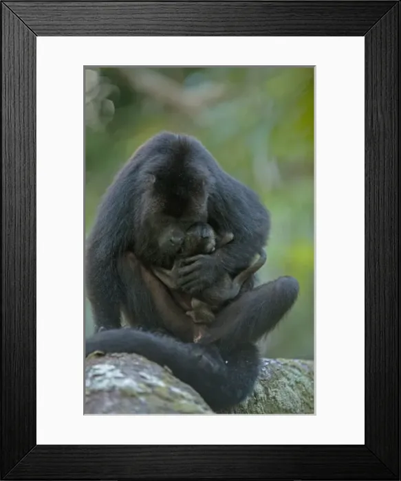 Framed Print : Black Howler Monkey (Alouatta pigra) Mother and Baby. Also carrying baby from second Framed Print : Black Howler Monkey (Alouatta pigra) Mother and Baby. Also carrying baby from second