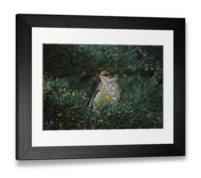 Framed Print : Falkland Islands. Close-up of thrush amid foliage Framed Print : Falkland Islands. Close-up of thrush amid foliage