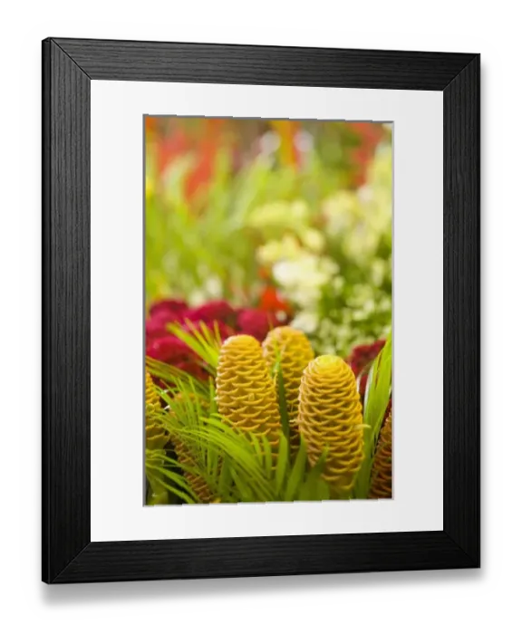 Framed Print : South America, Brazil Framed Print : South America, Brazil