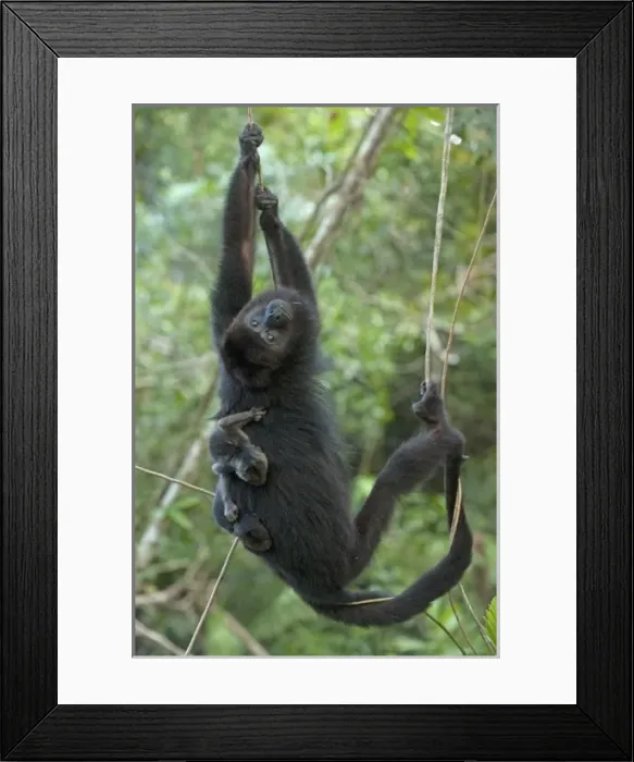 Framed Print : Black Howler Monkey & Baby Black Howler Monkey & Baby Framed Print : Black Howler Monkey & Baby Black Howler Monkey & Baby