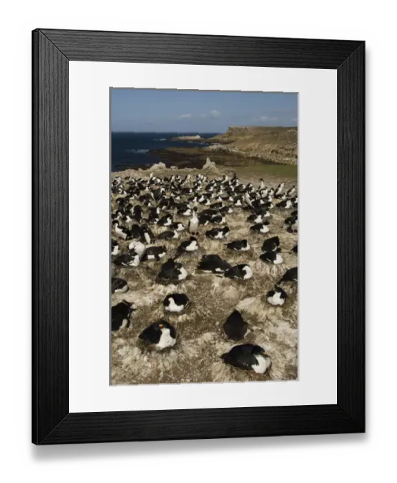 Framed Print : South America, Falkland Islands Framed Print : South America, Falkland Islands
