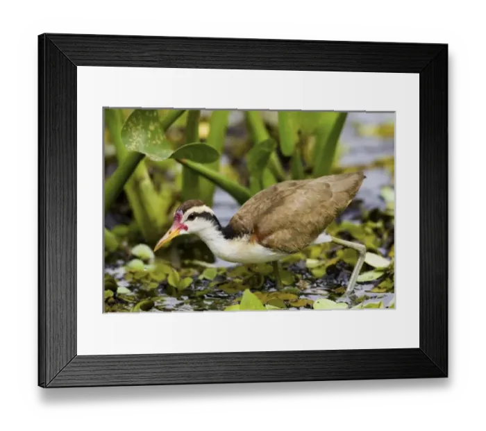 Framed Print : South America, Brazil