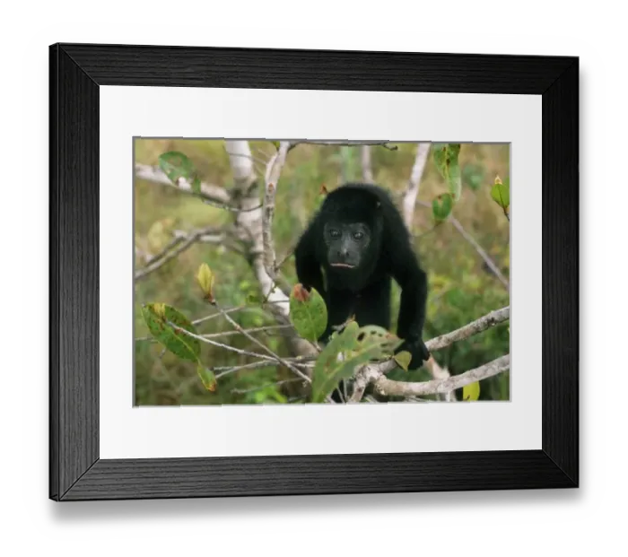 Framed Print : Central America, Belize Framed Print : Central America, Belize