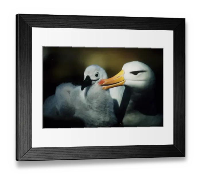 Framed Print : Falkland Islands. Close-up of albatross parent grooming chick