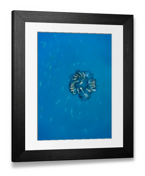 Framed Print : Ecuador, Galapagos Islands National Park, Cousins Rock, Underwater view of Jellyfish Framed Print : Ecuador, Galapagos Islands National Park, Cousins Rock, Underwater view of Jellyfish