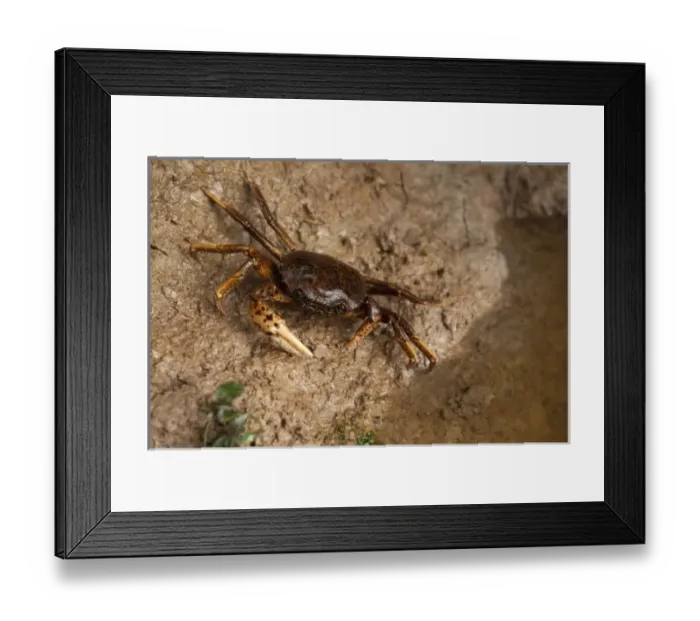 Framed Print : South American Freshwater Crab, (Pseudothelpusidae, Kingsleya sp. ) Family of freshwater Framed Print : South American Freshwater Crab, (Pseudothelpusidae, Kingsleya sp. ) Family of freshwater