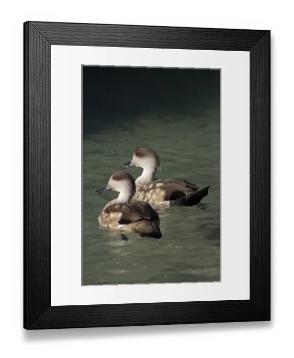 Framed Print : South America, Falkland Islands Framed Print : South America, Falkland Islands
