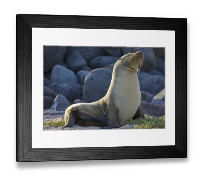 Framed Print : Ecuador. A Galapagos Sea Lion basks in the sun on North Seymour Island in the Galapagos Framed Print : Ecuador. A Galapagos Sea Lion basks in the sun on North Seymour Island in the Galapagos