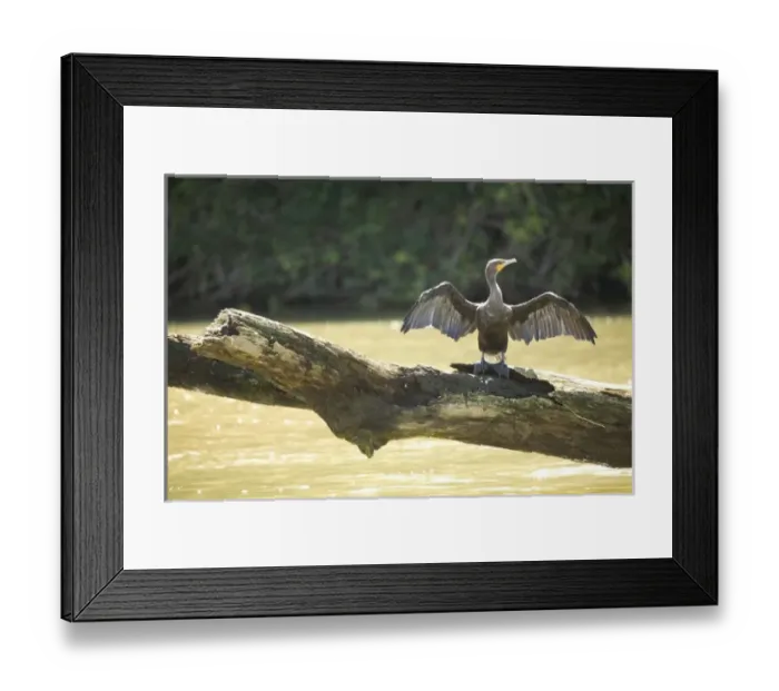 Framed Print : Central America, Belize