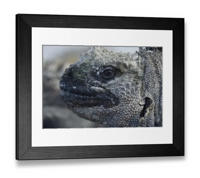 Framed Print : Ecuador, Galapagos Islands National Park, Isabella Island, Marine Iguanas (Amblyrhynchus Framed Print : Ecuador, Galapagos Islands National Park, Isabella Island, Marine Iguanas (Amblyrhynchus