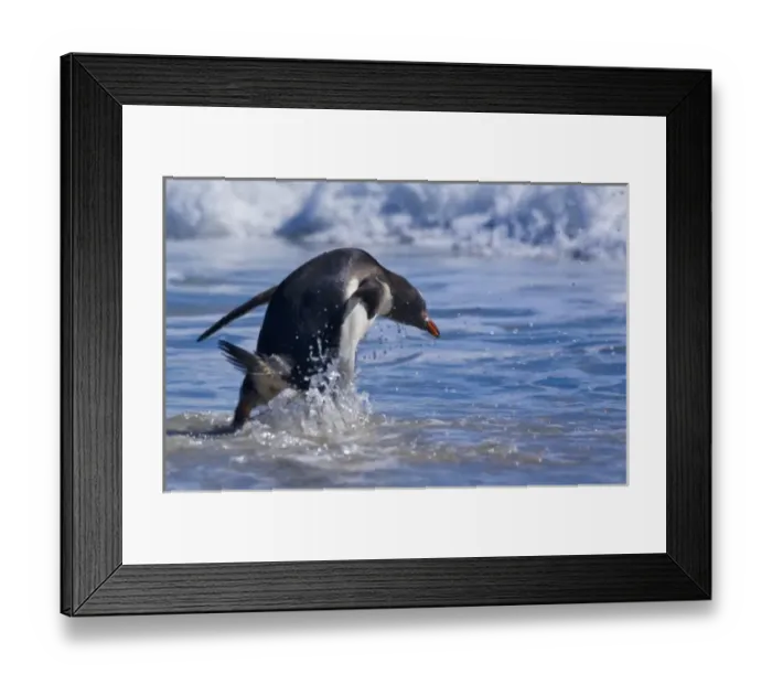 Framed Print : Gentoo Penguins (Pygoscelis papua) on the beach, Falkland Islands Framed Print : Gentoo Penguins (Pygoscelis papua) on the beach, Falkland Islands