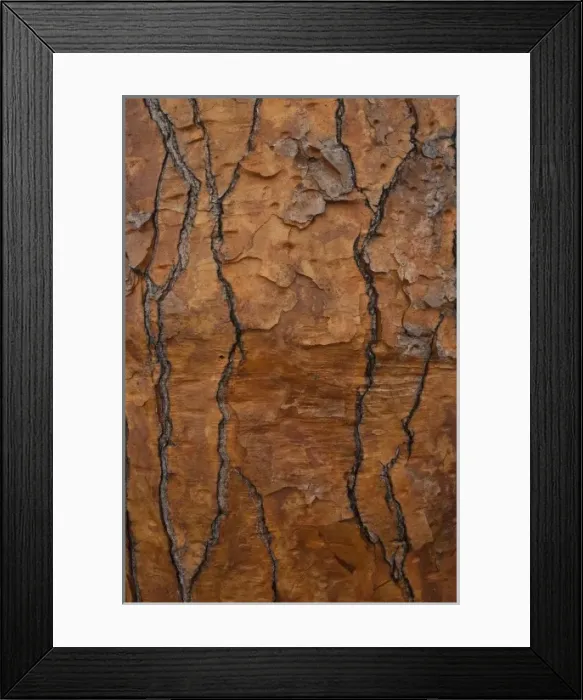 Framed Print : Opuntia Cactus (Opuntia echios var. gigantea) Tortuga Bay, Santa Cruz Island, Galapagos Islands