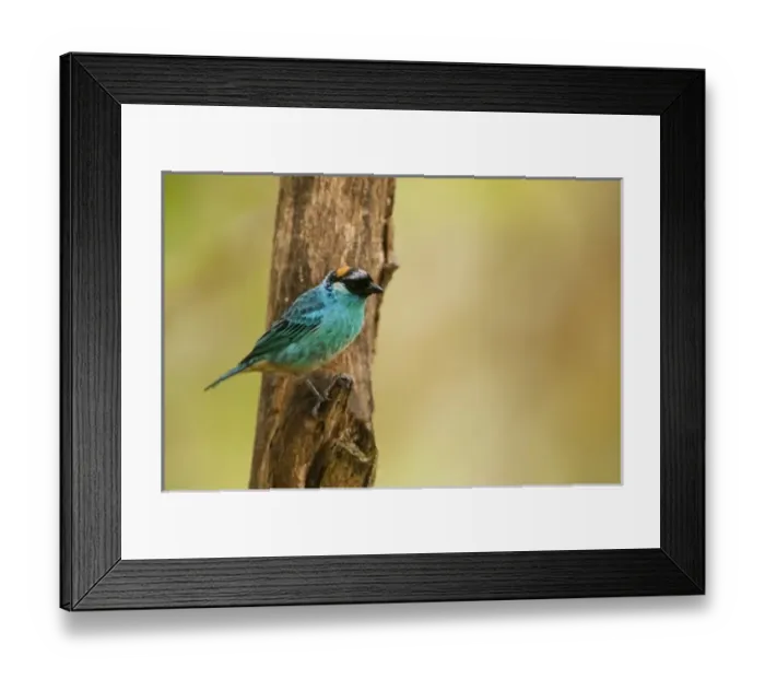 Framed Print : Golden-naped Tanager