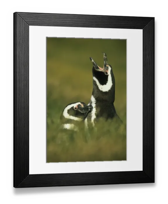 Framed Print : Magellanic Penguins, (Spheniscus magellanicus), parent and young, New Island, Falkland Islands Framed Print : Magellanic Penguins, (Spheniscus magellanicus), parent and young, New Island, Falkland Islands