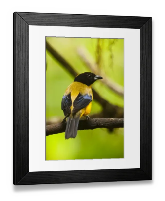 Framed Print : Central America, Ecuador Framed Print : Central America, Ecuador