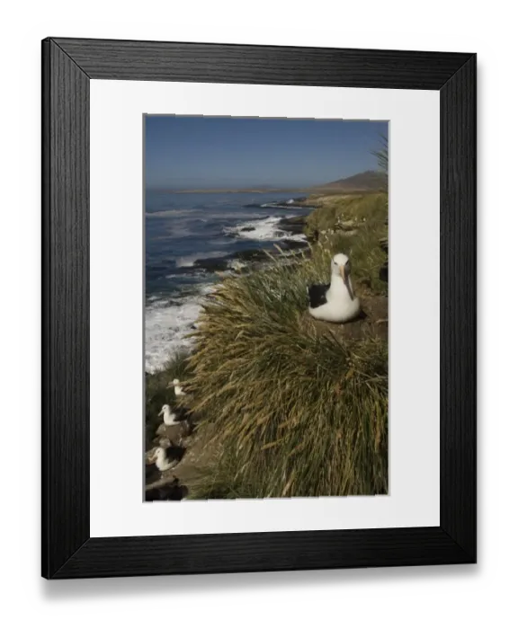 Framed Print : Black-browed Albatross (Thalassarche melanophrys) nesting onKeppel Island, off north Framed Print : Black-browed Albatross (Thalassarche melanophrys) nesting onKeppel Island, off north