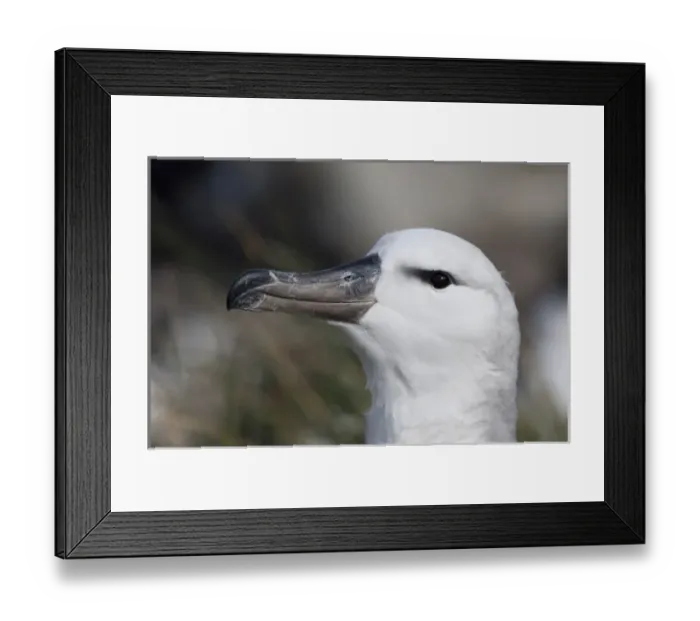 Framed Print : South America, Falkland Islands