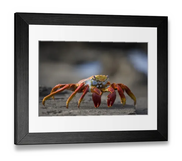 Framed Print : Ecuador, Galapagos Islands National Park, Isabella Island, Sally Lightfoot Crab Framed Print : Ecuador, Galapagos Islands National Park, Isabella Island, Sally Lightfoot Crab