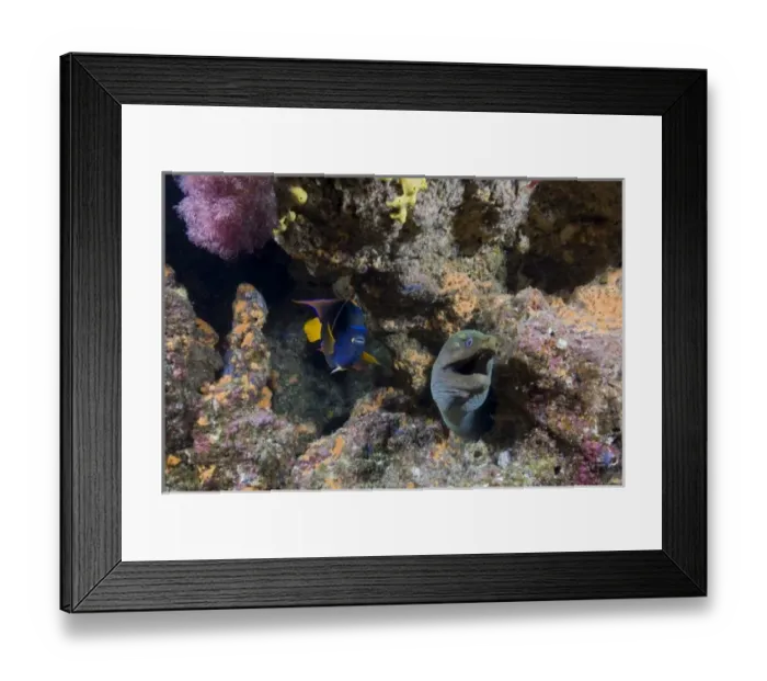 Framed Print : Ecuador, Galapagos Islands National Park, Wolf Island, Underwater view of Spotted Moray Eel Framed Print : Ecuador, Galapagos Islands National Park, Wolf Island, Underwater view of Spotted Moray Eel