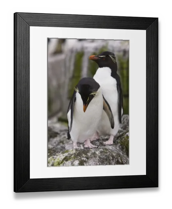 Framed Print : A pair of Rockhopper penguins sit together on the rocks in their nesting colony