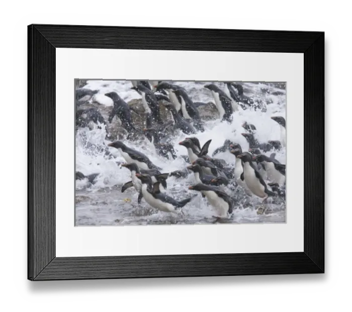 Framed Print : A flock of Rockhopper penguins launch out of the surf together into a kelp bed as