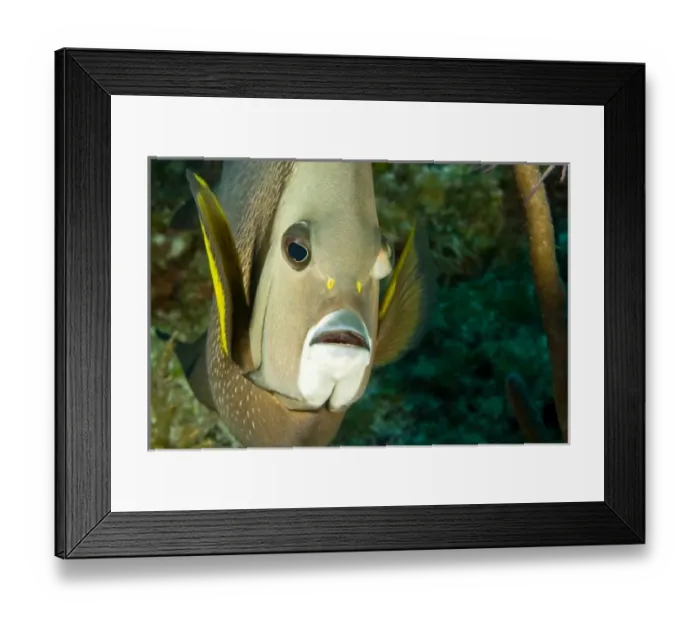 Framed Print : Central America, Belize Framed Print : Central America, Belize