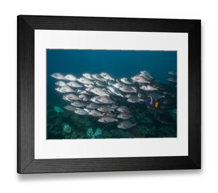Framed Print : Ecuador, Galapagos Islands National Park, Isabella Island, Underwater view from schooling Framed Print : Ecuador, Galapagos Islands National Park, Isabella Island, Underwater view from schooling