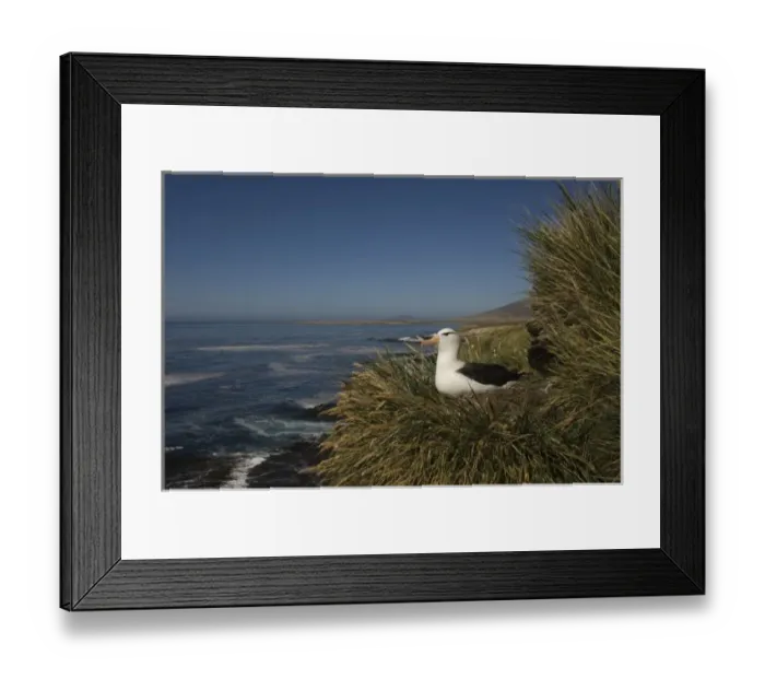 Framed Print : Black-browed Albatross (Thalassarche melanophrys) nesting onKeppel Island, off north Framed Print : Black-browed Albatross (Thalassarche melanophrys) nesting onKeppel Island, off north