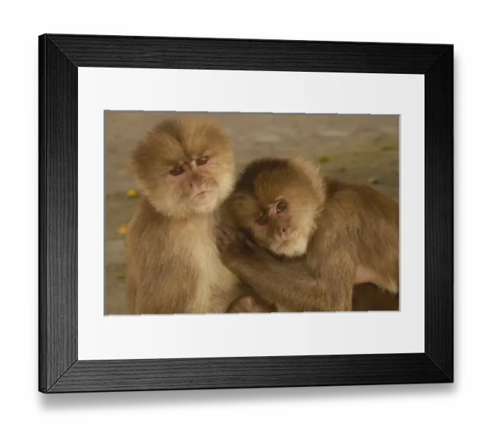 Framed Print : White-fronted capuchin monkeys (Cebus albifrons) grooming each other, Puerto Misahualli