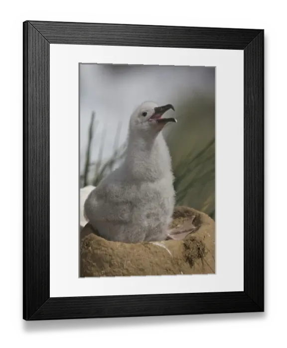Framed Print : Falkland Islands, Saunders Island. A juvenile albatross calls from atop its nest Framed Print : Falkland Islands, Saunders Island. A juvenile albatross calls from atop its nest