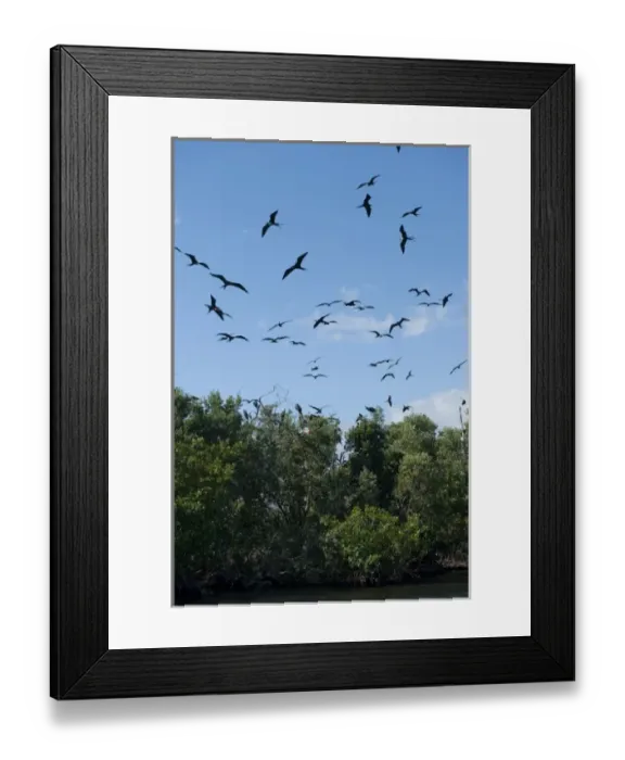 Framed Print : Magnificent Frigatebird (Fregata magnificens). Man O War Cay, Belize, Central America Framed Print : Magnificent Frigatebird (Fregata magnificens). Man O War Cay, Belize, Central America