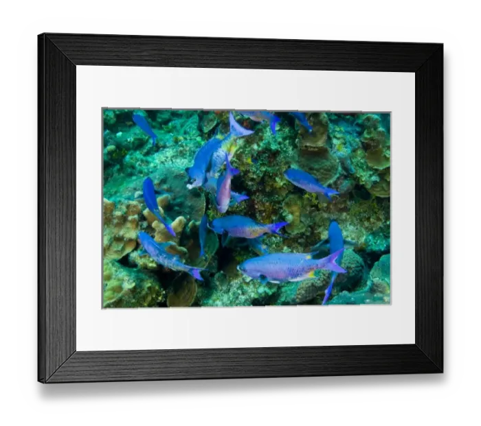 Framed Print : Creole Wrasse (Clepticus parrae) Hol Chan Marine Preserve, Belize Barrier Reef-2nd Framed Print : Creole Wrasse (Clepticus parrae) Hol Chan Marine Preserve, Belize Barrier Reef-2nd