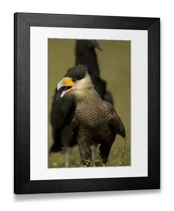 Framed Print : Crested Caracara, Polyborus plancus, as it scans ground for food. Pantanal, Brazil Framed Print : Crested Caracara, Polyborus plancus, as it scans ground for food. Pantanal, Brazil