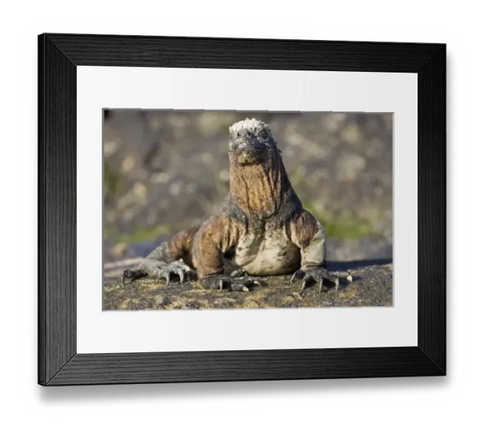 Framed Print : Central America, Ecuador