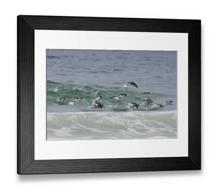 Framed Print : Falkland Islands, Saunders Island. A group of rockhopper penguins porpoise in water Framed Print : Falkland Islands, Saunders Island. A group of rockhopper penguins porpoise in water