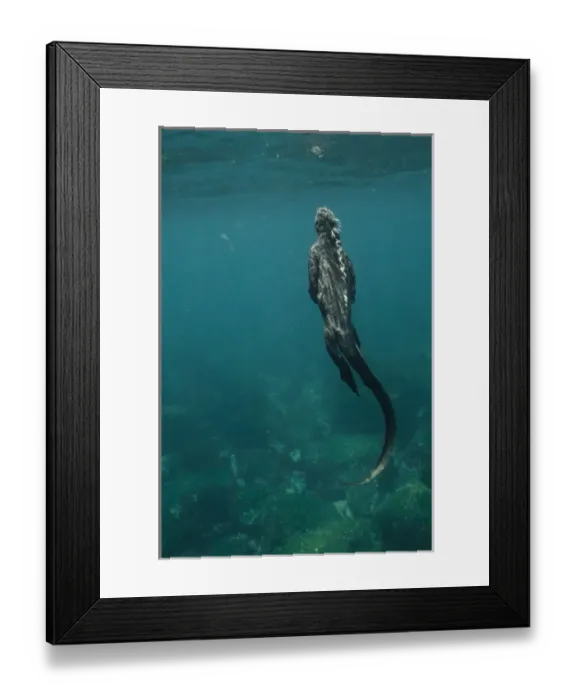 Framed Print : Marine Iguana (Amblyrhynchus cristatus) feeding underwater Cabo Douglas, Fernandina Island Framed Print : Marine Iguana (Amblyrhynchus cristatus) feeding underwater Cabo Douglas, Fernandina Island