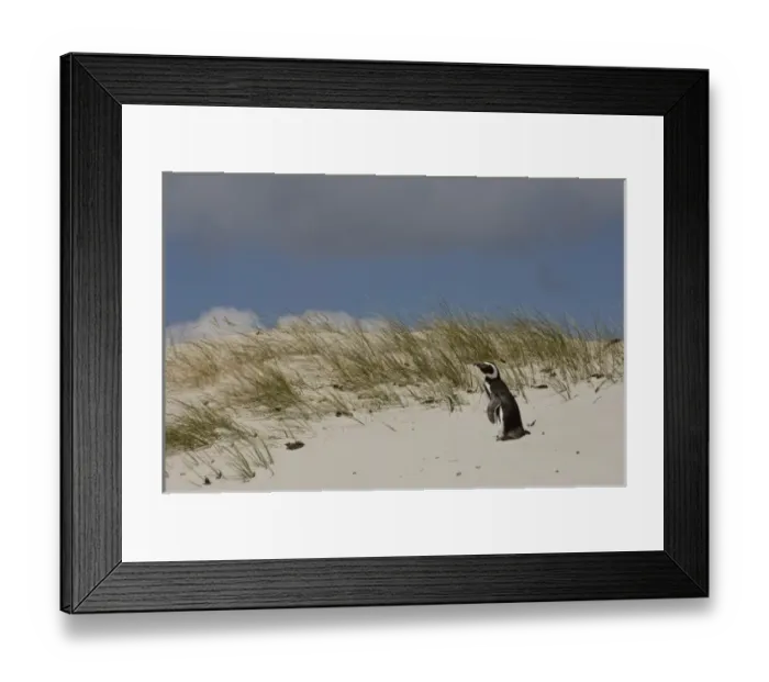 Framed Print : Magellanic Penguin (Spheniscus magellanicus) on Keppel Island, north coast of West Falkland Framed Print : Magellanic Penguin (Spheniscus magellanicus) on Keppel Island, north coast of West Falkland