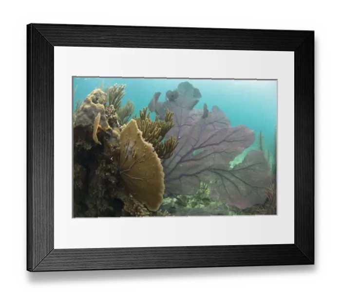 Framed Print : Common Sea Fan (Gorgonia ventalina) Coral Reef Island, Belize Barrier Reef. Second