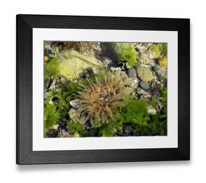 Framed Print : South America, Argentina Framed Print : South America, Argentina