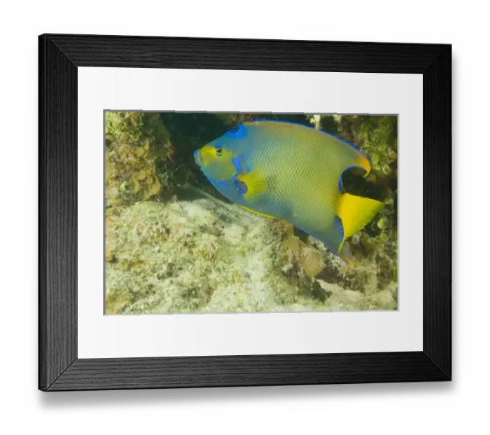 Framed Print : Central America, Belize Framed Print : Central America, Belize