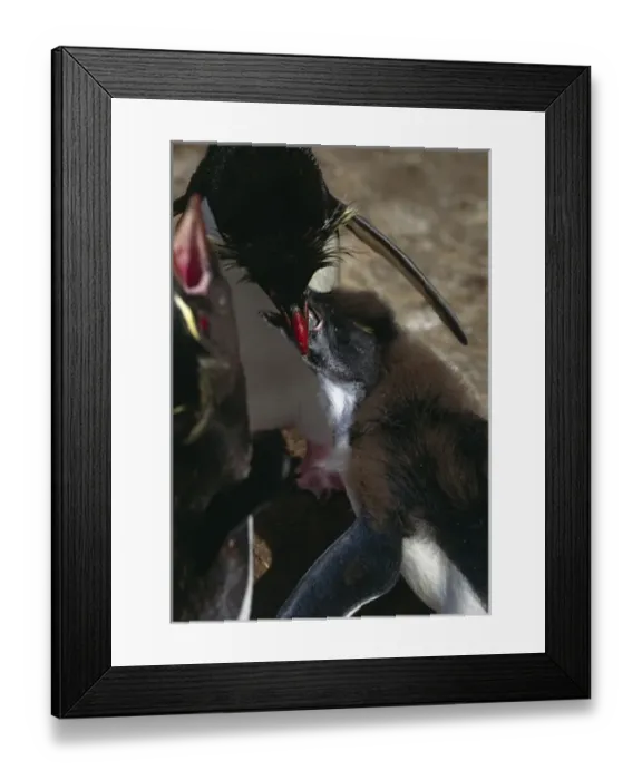 Framed Print : South America, Falkland Islands Framed Print : South America, Falkland Islands