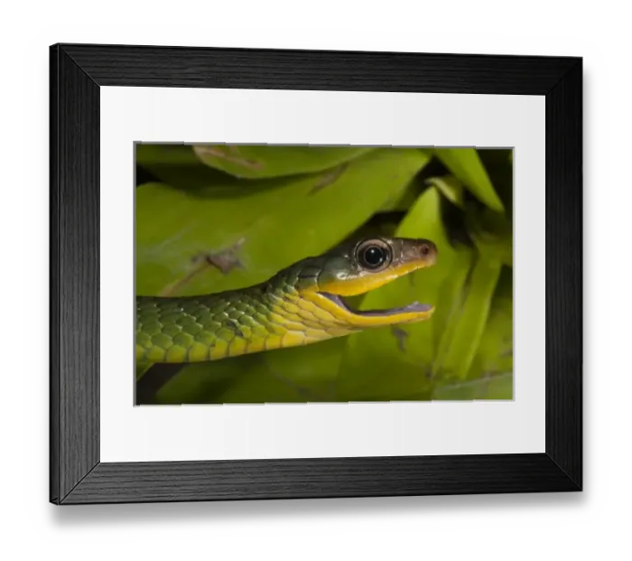 Framed Print : Central America, Ecuador