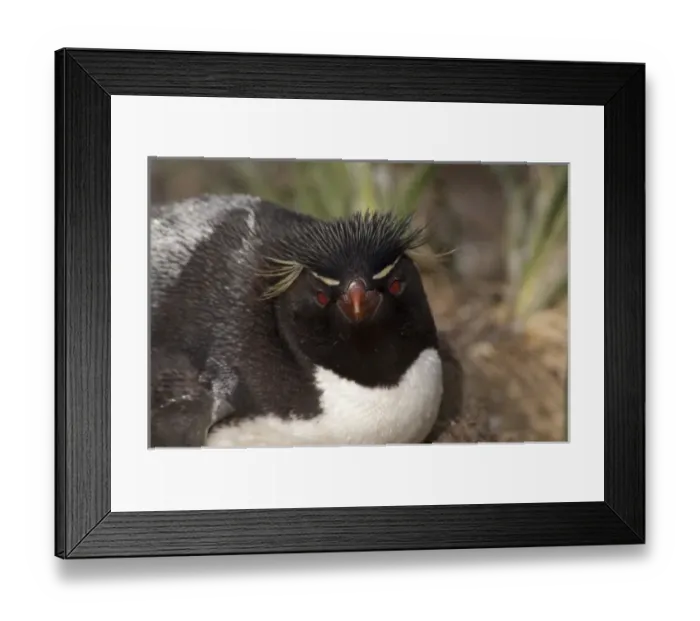 Framed Print : Falkland Islands, West Falkland, West Point Island aka Albatross Island. Southern Framed Print : Falkland Islands, West Falkland, West Point Island aka Albatross Island. Southern