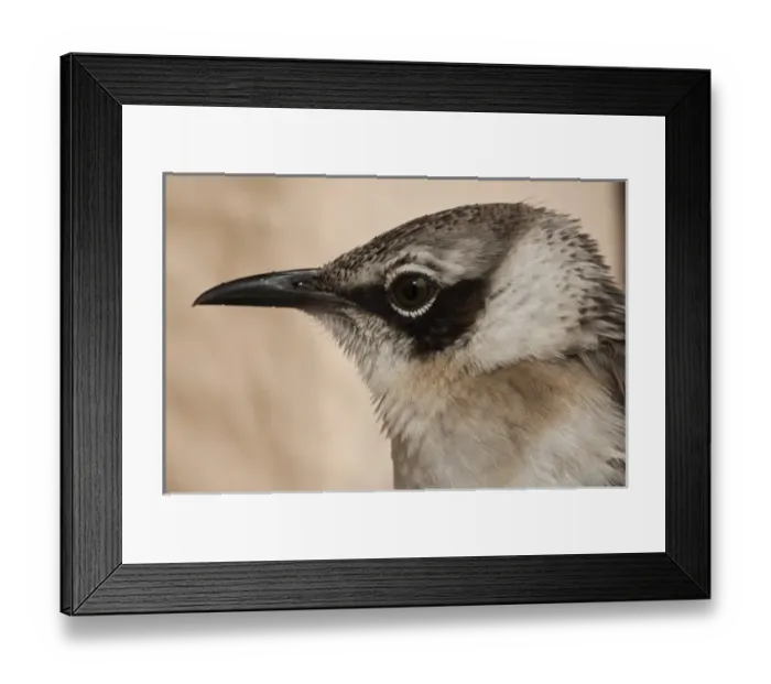 Framed Print : Central America, Ecuador Framed Print : Central America, Ecuador