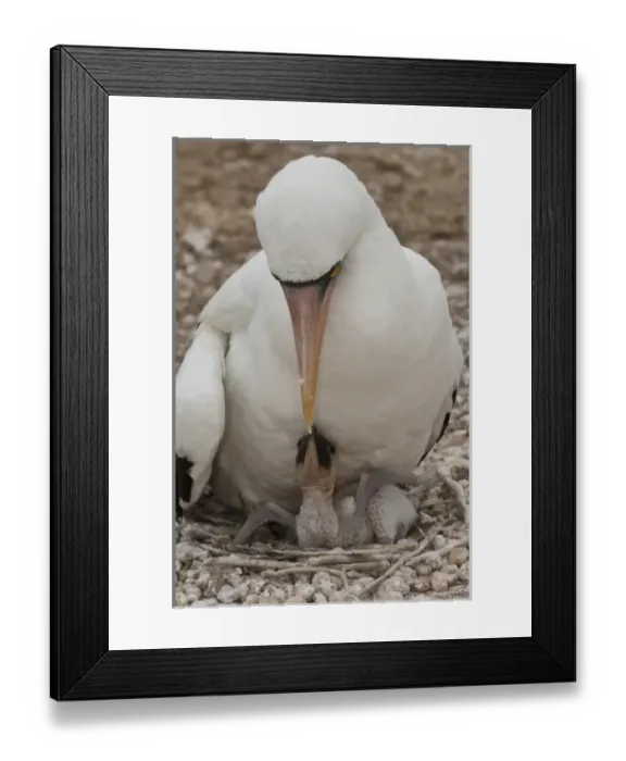 Framed Print : Nazca Booby and chick (Sula granti), formerly Masked Booby. Isla de la Plata Machalla National Park Framed Print : Nazca Booby and chick (Sula granti), formerly Masked Booby. Isla de la Plata Machalla National Park